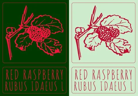 Vector drawing RED RASPBERRY. Hand drawn illustration. Latin name is RUBUS .. イラスト素材