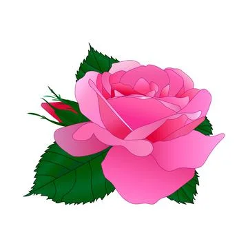 Vector drawing of a rose flower with leaves. Decorative element for greeting Stock Illustration