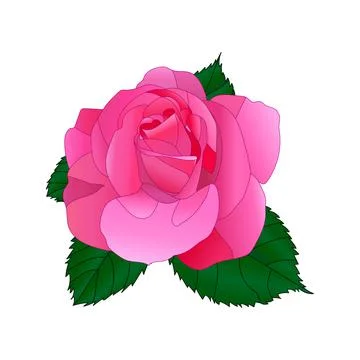 Vector drawing of a rose flower with leaves. Decorative element for greeting Stock Illustration
