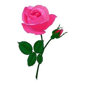Vector drawing of a rose flower with leaves. Decorative element for greeting Stock Illustration
