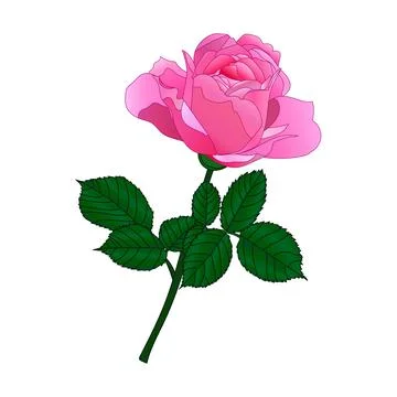 Vector drawing of a rose flower with leaves. Decorative element for greeting Stock Illustration
