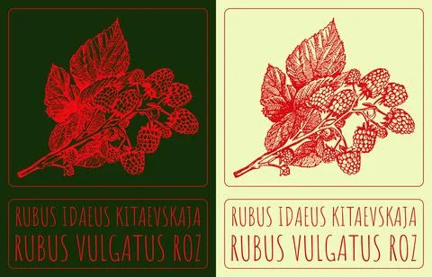 Vector drawing RUBUS IDAEUS KITAEVSKAJA. Hand drawn illustration. Latin nam.. Stockillustratie