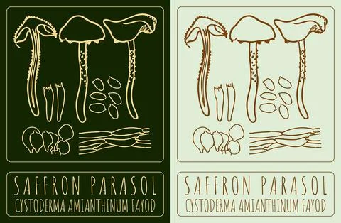 Vector drawing SAFFRON PARASOL. Hand drawn illustration. The Latin name is .. 스톡 일러스트