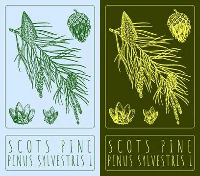 Vector drawing SCOTS PINE. Hand drawn illustration. The Latin name is PINUS.. Stock Illustration