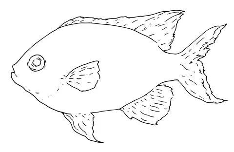 Vector drawing of sea fish CHROMIS drawn in sketch style black outline on white Stock Illustration