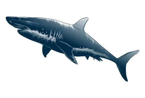 Vector drawing of shark in black color, isolated on white background. Graphic Stock Illustration