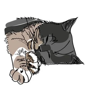Vector drawing of a sleeping cat 库存插图