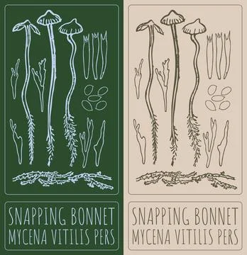 Vector drawing SNAPPING BONNET. Hand drawn illustration. Latin name is MYCENA Illustrazione stock