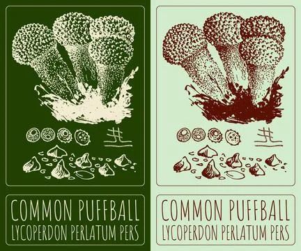 Vector drawing SPINY PUFFBALL. Hand drawn illustration. The Latin name is LYC 스톡 일러스트