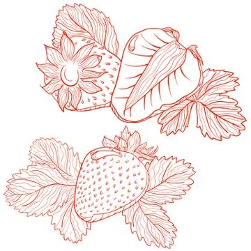 Vector drawing of strawberries Stock Illustration