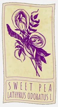 Vector drawing SWEET PEA in Chinese. Hand drawn illustration. Latin name is.. Stock Illustration