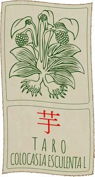 Vector drawing TARO in Chinese. Hand drawn illustration. Latin name is COLO.. Stock Illustration