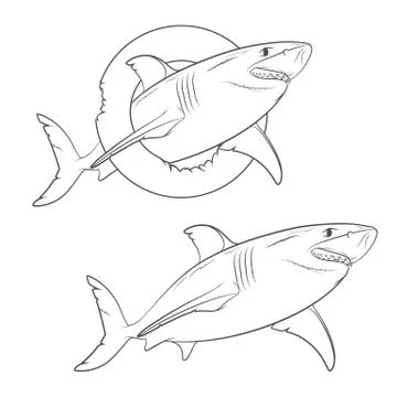 Vector drawing of a terrible shark. Isolated objects on a white. Stock Illustration