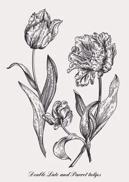 Vector drawing of three tulips. Stock-Illustration