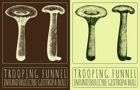 Vector drawing TROOPING FUNNEL. Hand drawn illustration. The Latin name is .. イラスト素材