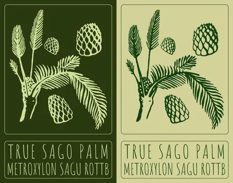 Vector drawing TRUE SAGO PALM. Hand drawn illustration. Latin name is METROXY Stock Illustration