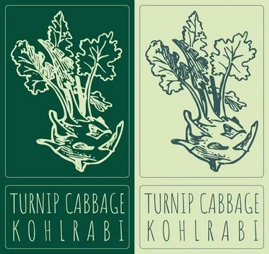 Vector drawing TURNIP CABBAGE. Hand drawn illustration. Latin name is KOHLRAB Stock Illustration