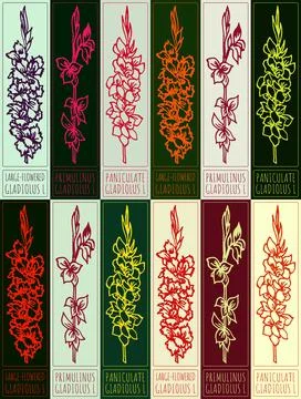 Vector drawing types of gladiolus inflorescences. Hand drawn illustration. .. Stock Illustration