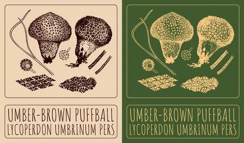 Vector drawing UMBER-BROWN PUFFBALL. Hand drawn illustration. The Latin nam.. Stock Illustration