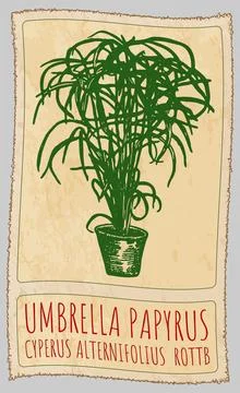 Vector drawing UMBRELLA PAPYRUS in Chinese. Hand drawn illustration. Latin .. Stockillustratie