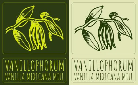 Vector drawing VANILLOPHORUM. Hand drawn illustration. Latin name is VANILL.. Stock Illustration