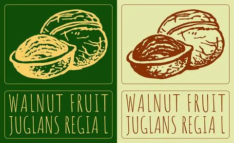 Vector drawing WALNUT FRUIT. Hand drawn illustration. Latin name is JUGLANS.. Illustrazione stock