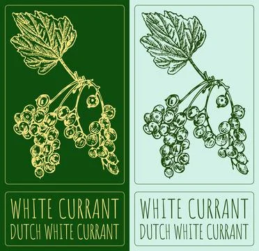 Vector drawing WHITE CURRANT. Hand drawn illustration. Latin name is DUTCH .. Illustrazione stock