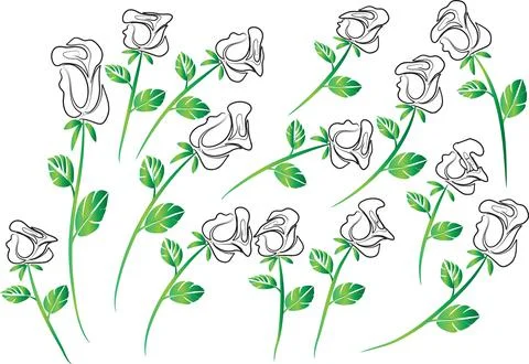 Vector drawing white rose background design Stock Illustration