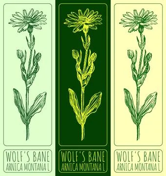 Vector drawing WOLF'S BANE. Hand drawn illustration. The Latin name is ARNI.. Stock Illustration