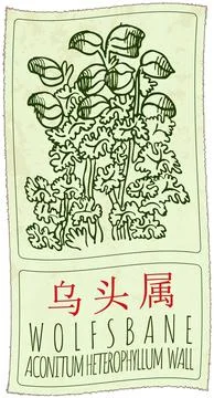 Vector drawing WOLFSBANE in Chinese. Hand drawn illustration. The Latin nam.. イラスト素材