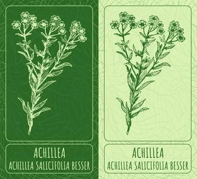 Vector drawings ACHILLEA. Hand drawn illustration. Latin name ACHILLEA SALI.. Illustrazione stock