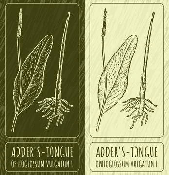 Vector drawings ADDER'S-TONGUE. Hand drawn illustration. Latin name OPHIOGLOS Stock Illustration