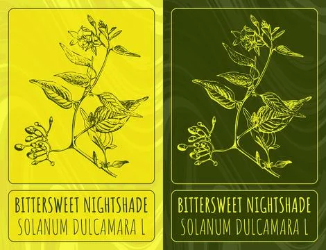 Vector drawings BITTERSWEET NIGHTSHADE. Hand drawn illustration. Latin name.. Stock Illustration