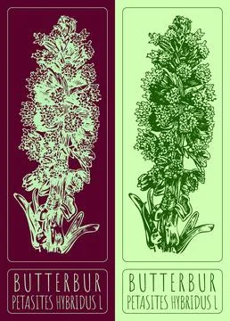 Vector drawings BUTTERBUR. Hand drawn illustration. Latin name PETASITES HY.. Stock Illustration