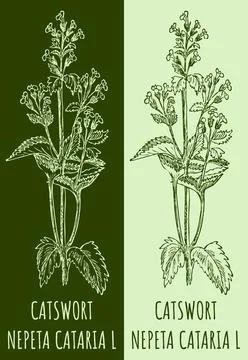 Vector drawings CATSWORT. Hand drawn illustration. Latin name NEPETA CATARIA  Stock Illustration