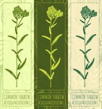 Vector drawings COMMON YARROW. Hand drawn illustration. Latin name ACHILLEA.. Illustrazione stock