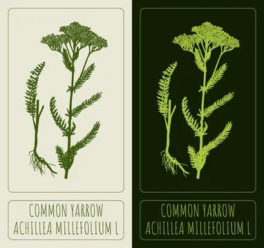Vector drawings COMMON YARROW. Hand drawn illustration. Latin name ACHILLEA.. Illustrazione stock