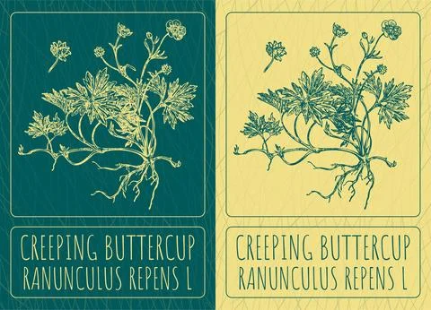 Vector drawings CREEPING BUTTERCUP. Hand drawn illustration. Latin name RAN.. Stock Illustration