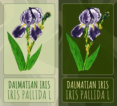 Vector drawings Dalmatian iris. Hand drawn illustration. Latin name Iris Pall Illustrazione stock