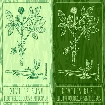 Vector drawings DEVIL'S BUSH. Hand drawn illustration. Latin name ELEUTHERO.. Stock Illustration