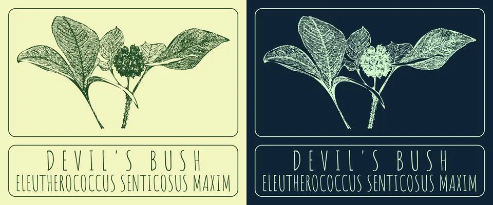 Vector drawings DEVIL'S BUSH. Hand drawn illustration. Latin name ELEUTHERO.. Stock Illustration