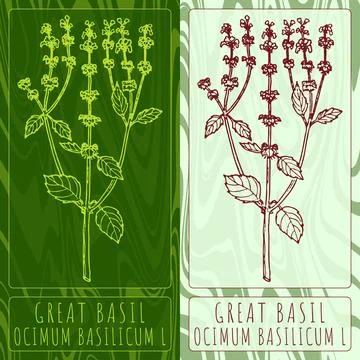 Vector drawings GREAT BASIL. Hand drawn illustration. Latin name OCIMUM BASIL Stock Illustration
