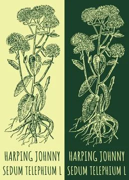 Vector drawings HARPING JOHNNY. Hand drawn illustration. Latin name SEDUM T.. Stock Illustration