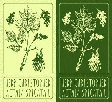 Vector drawings HERB CHRISTOPHER. Hand drawn illustration. Latin name ACTAEA  스톡 일러스트