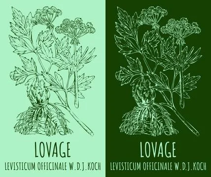 Vector drawings LOVAGE. Hand drawn illustration. Latin name LEVISTICUM OFFI.. Illustrazione stock