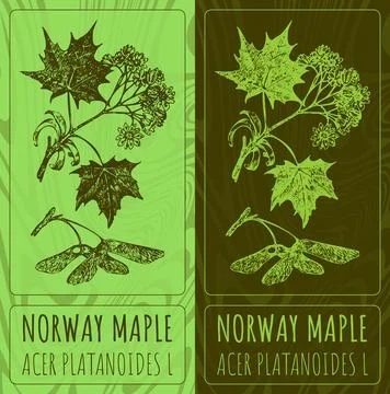 Vector drawings NORWAY MAPLE. Hand drawn illustration. Latin name ACER PLATAN Stock Illustration