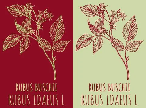 Vector drawings RED RASPBERRY . Hand drawn illustration. Latin name RUBUS I.. Illustrazione stock
