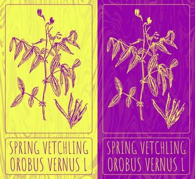 Vector drawings SPRING VETCHLING. Hand drawn illustration. Latin name OROBUS  Stock Illustration