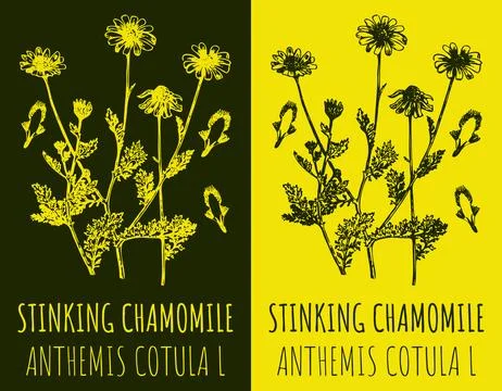 Vector drawings STINKING CHAMOMILE. Hand drawn illustration. Latin name ANT.. Ilustración de archivo