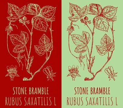 Vector drawings STONE BRAMBLE. Hand drawn illustration. Latin name RUBUS SA.. Stockillustratie
